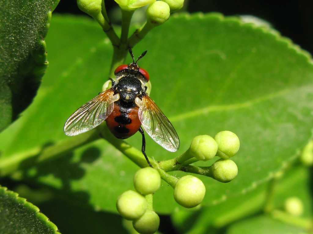 tachinidae da determinare?